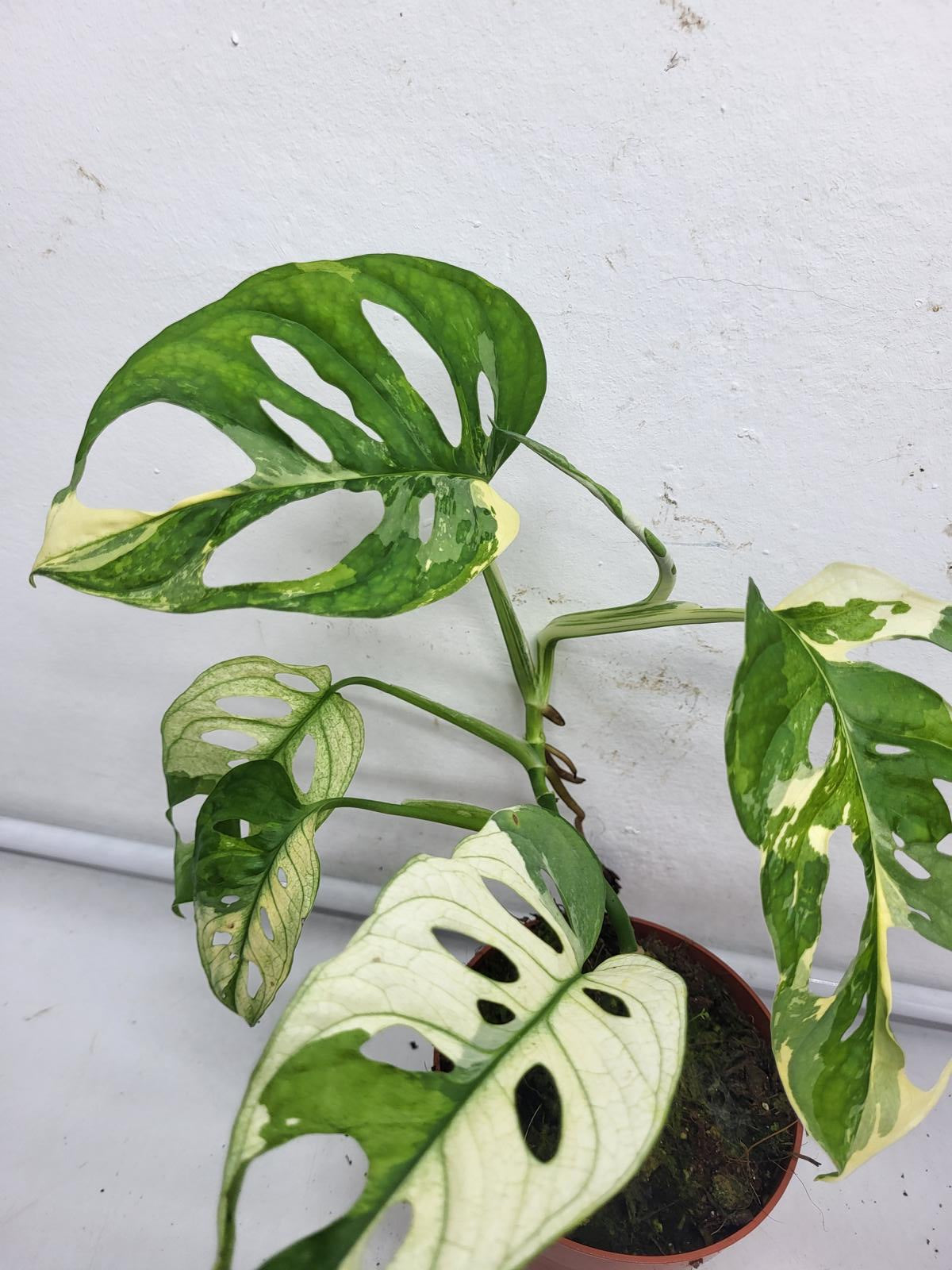 Monstera Adansonii Variegata