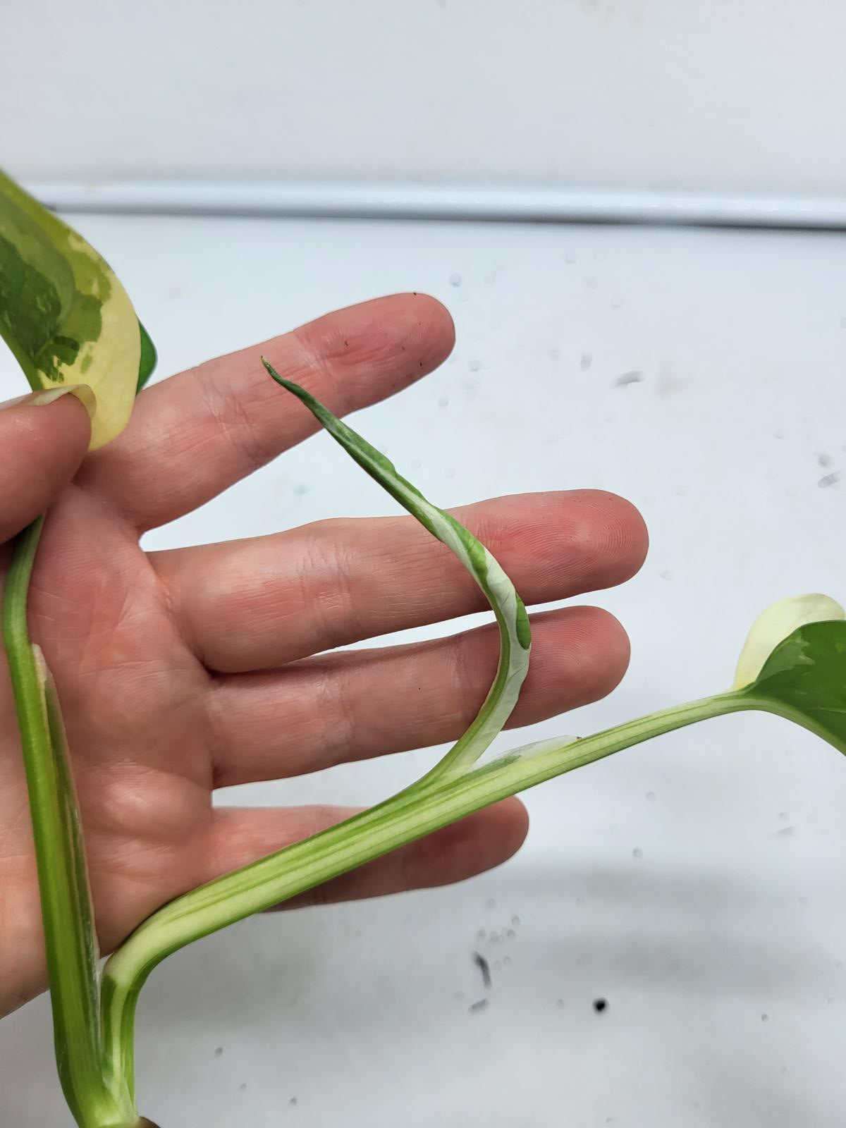 Monstera Adansonii Variegata