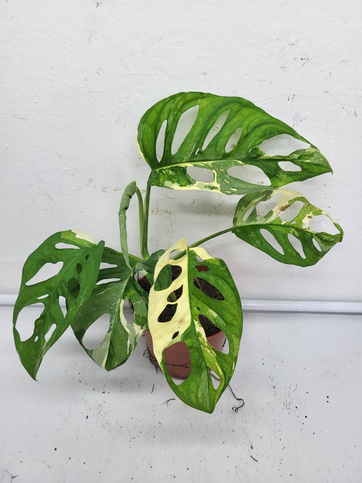 Monstera Adansonii Variegata