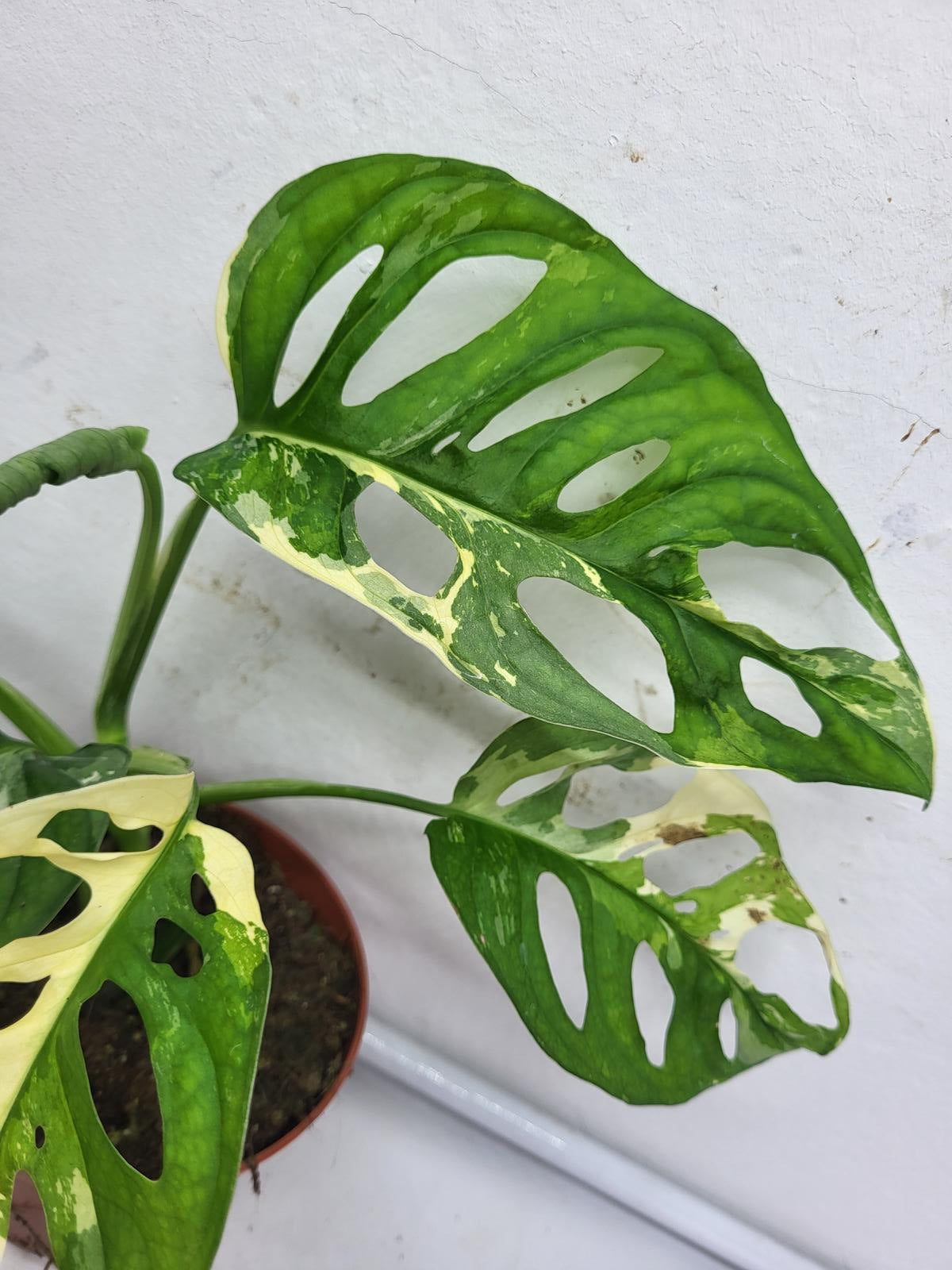 Monstera Adansonii Variegata