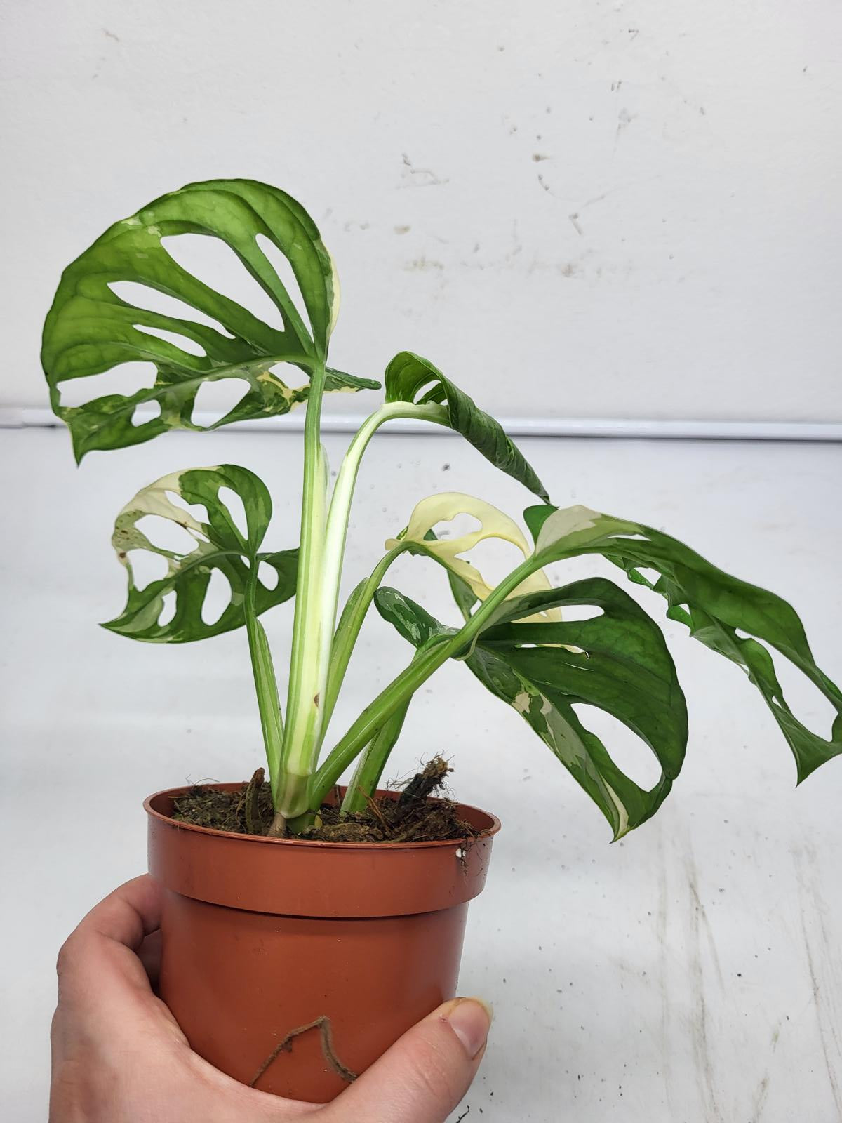 Monstera Adansonii Variegata