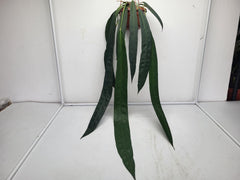 Anthurium Wendlingeri