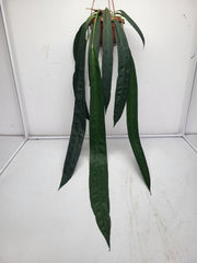 Anthurium Wendlingeri