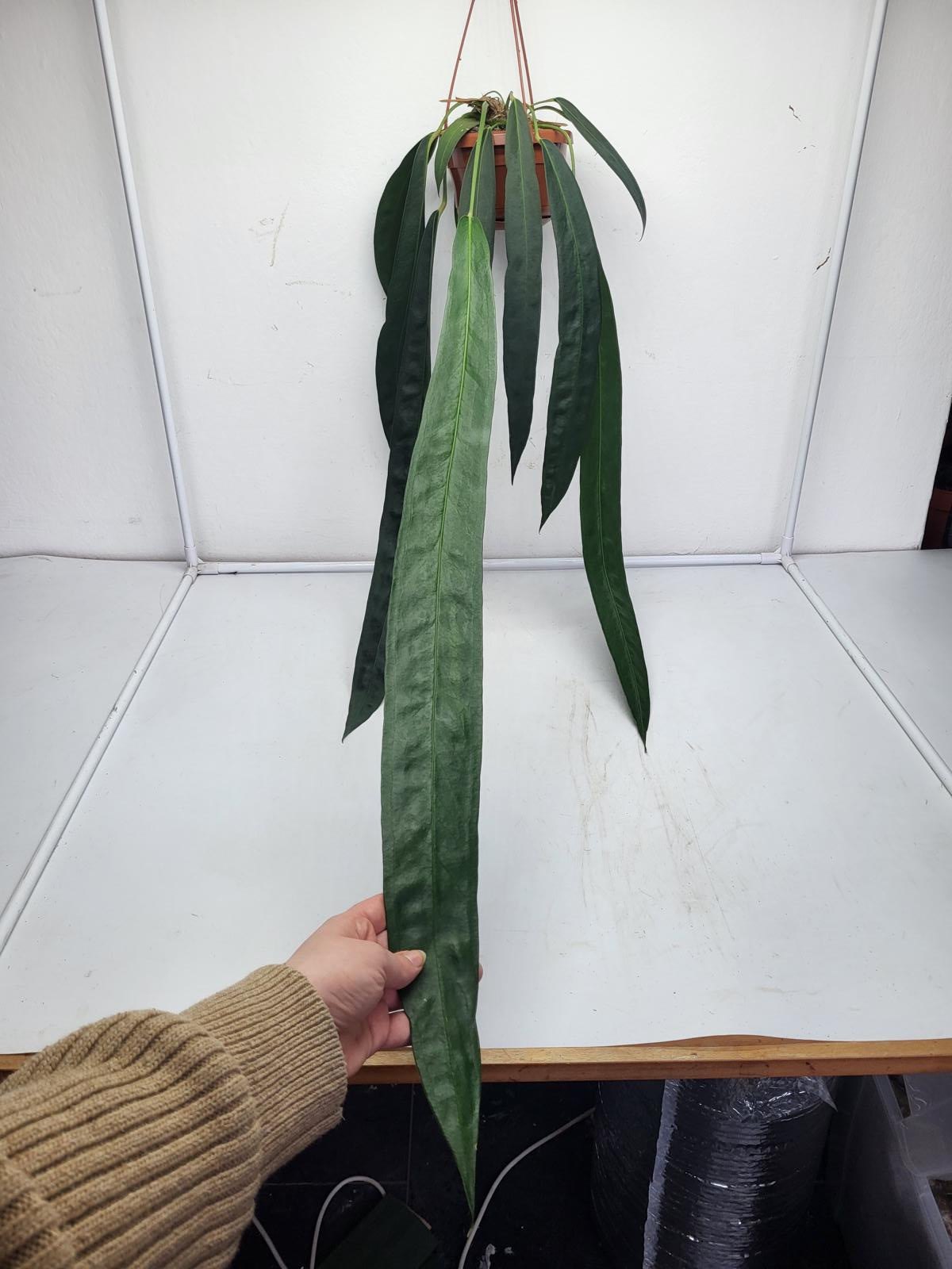 Anthurium Wendlingeri