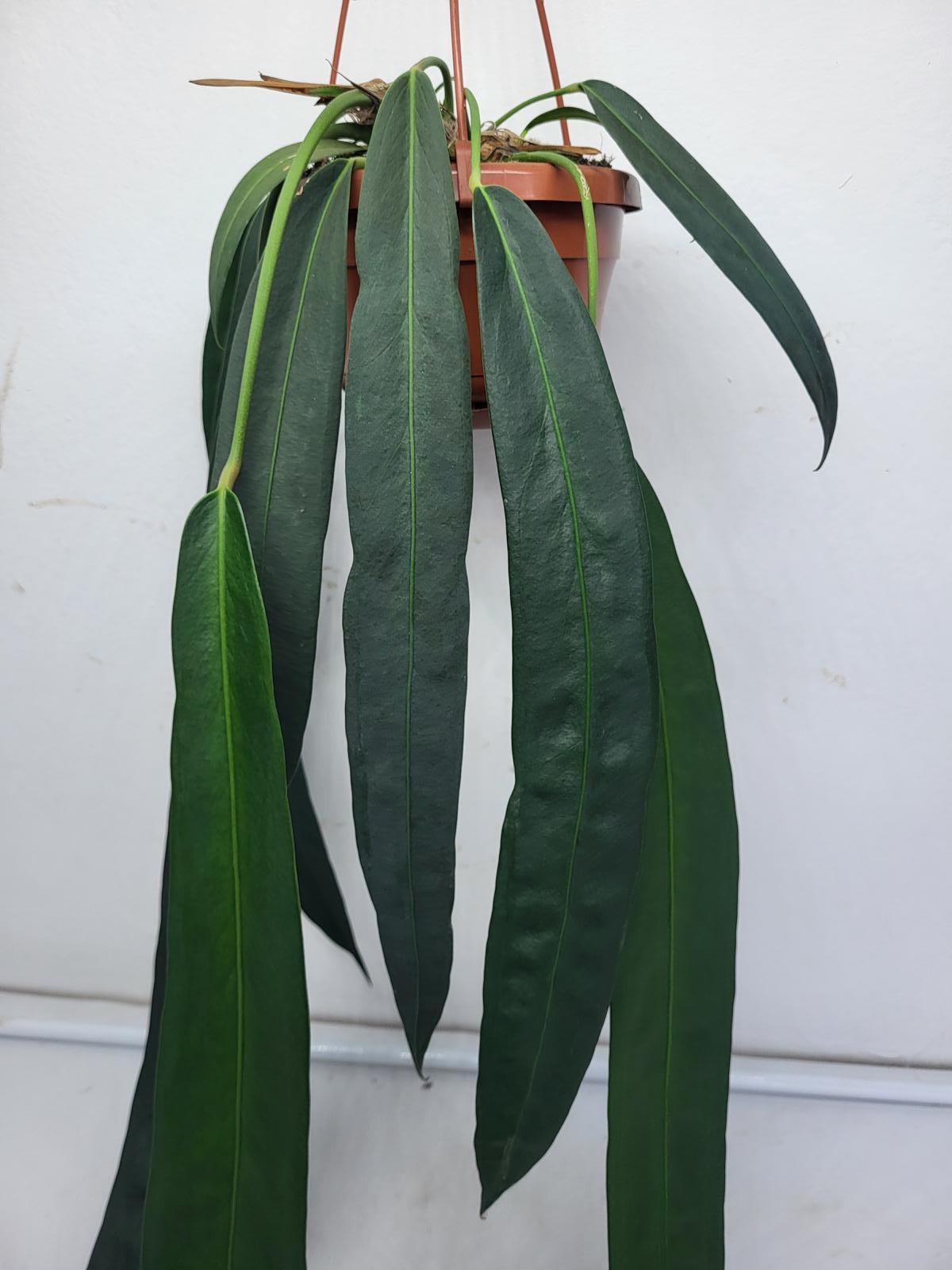 Anthurium Wendlingeri