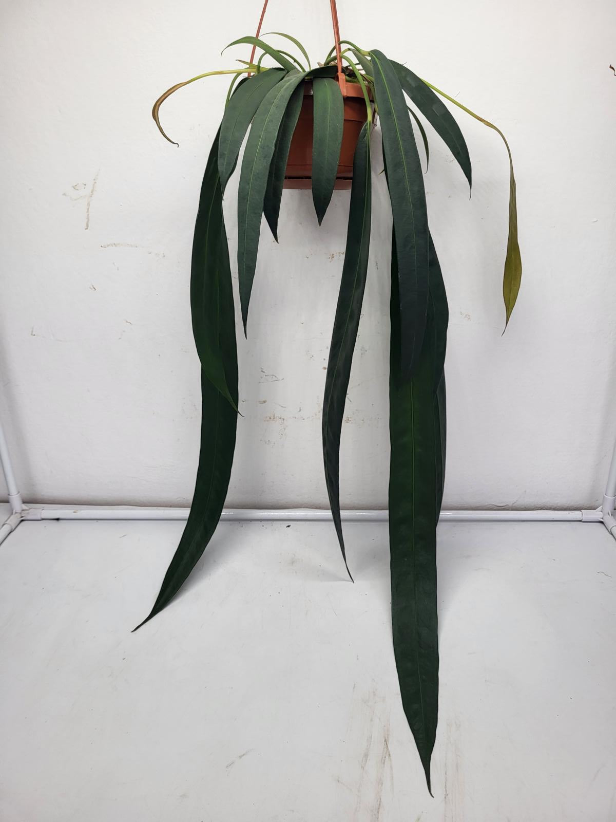 Anthurium Wendlingeri