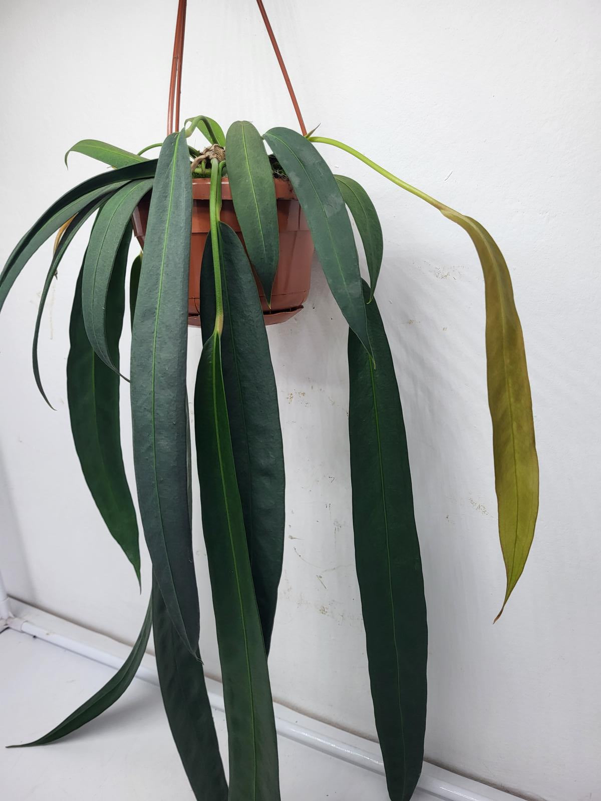 Anthurium Wendlingeri