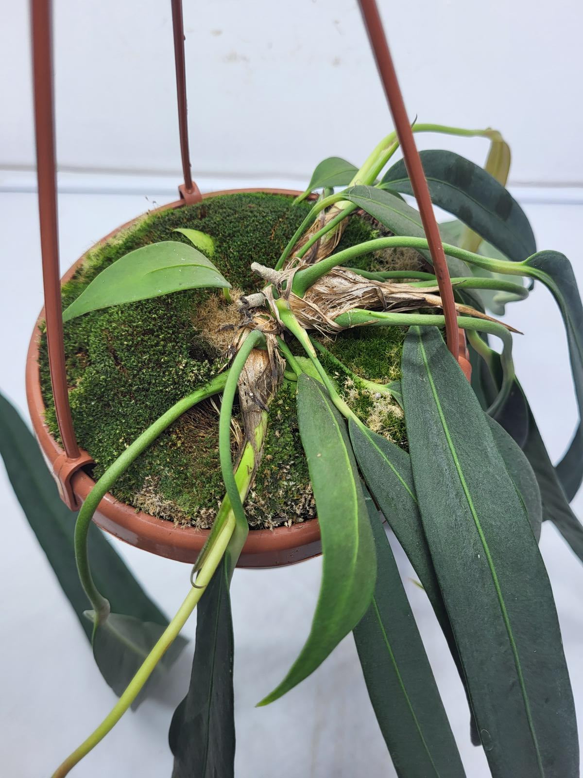 Anthurium Wendlingeri