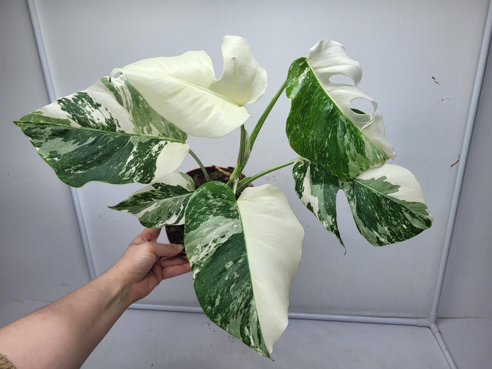 Monstera Variegata (zum aussuchen)