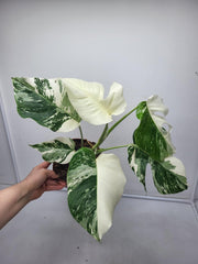 Monstera Variegata (zum aussuchen)