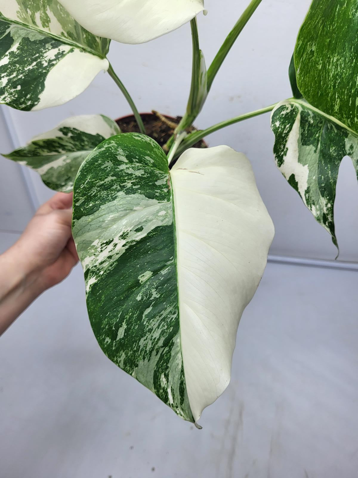 Monstera Variegata (zum aussuchen)