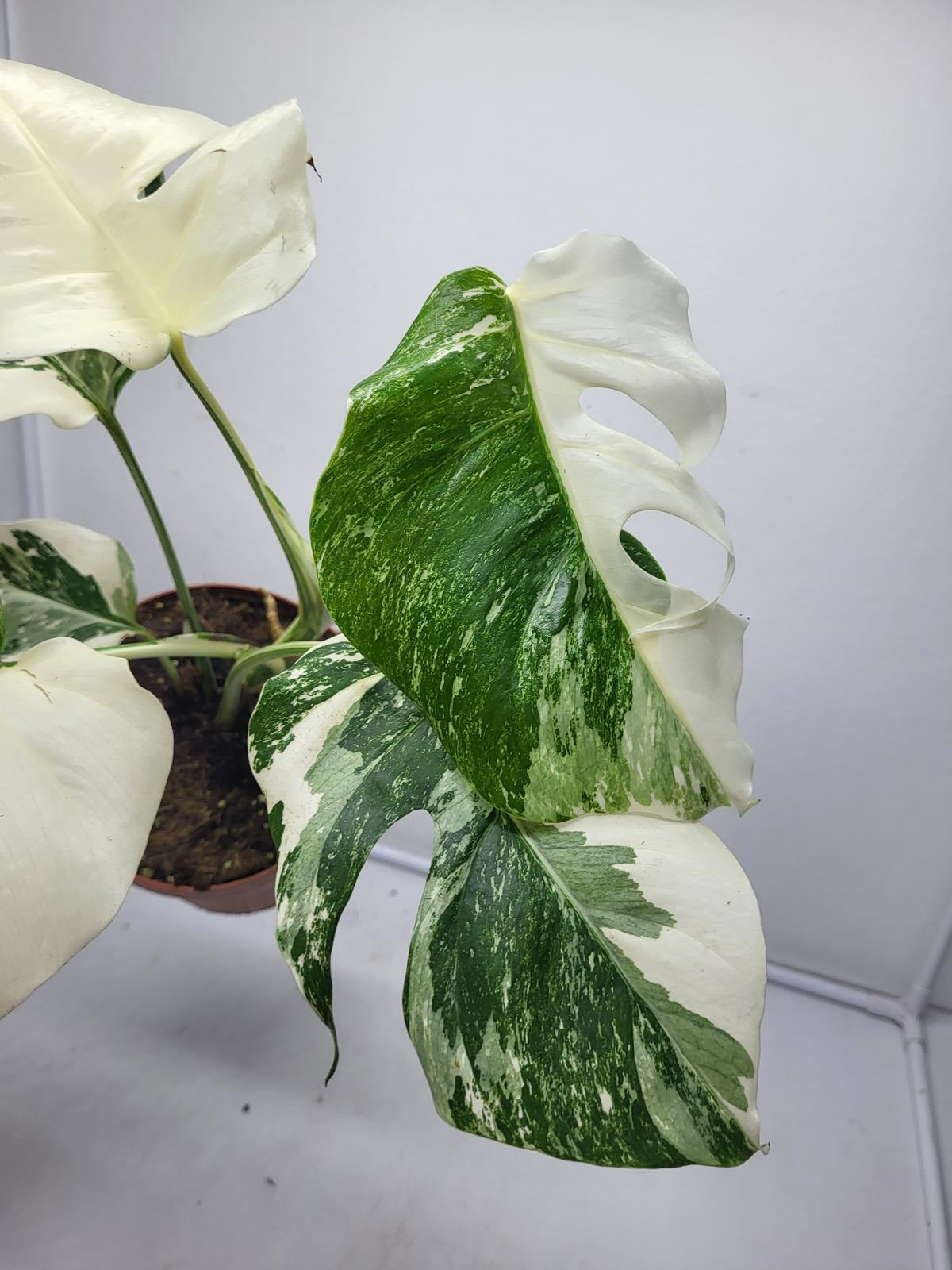 Monstera Variegata (zum aussuchen)