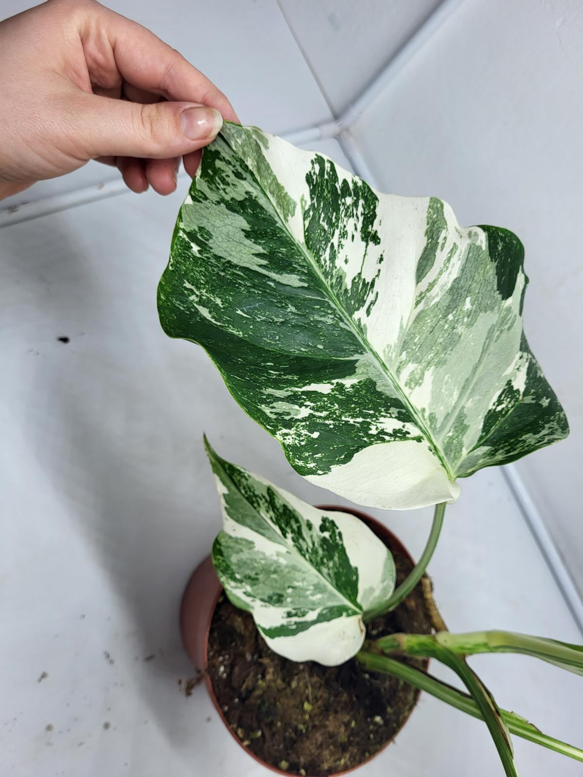 Monstera Variegata (zum aussuchen)