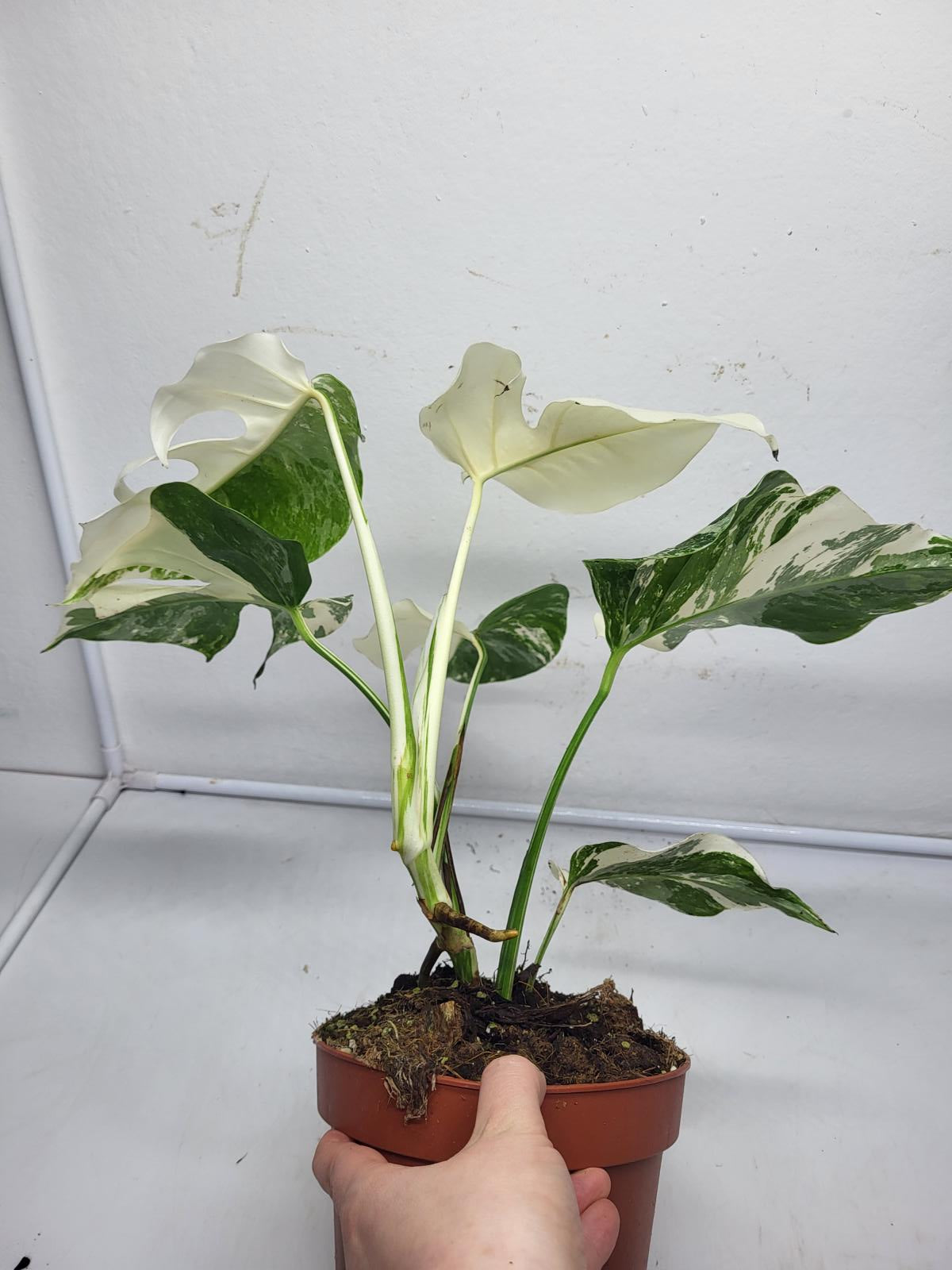 Monstera Variegata (zum aussuchen)