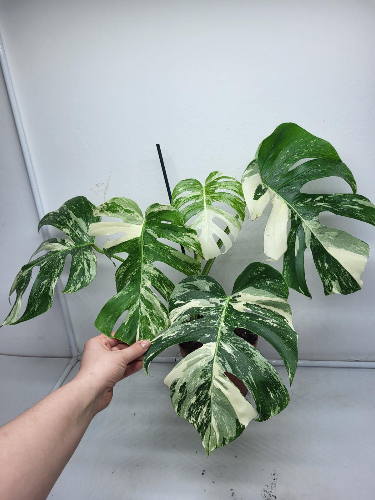 Monstera Variegata (zum aussuchen)