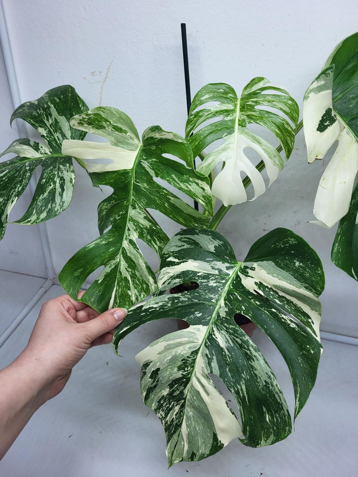 Monstera Variegata (zum aussuchen)