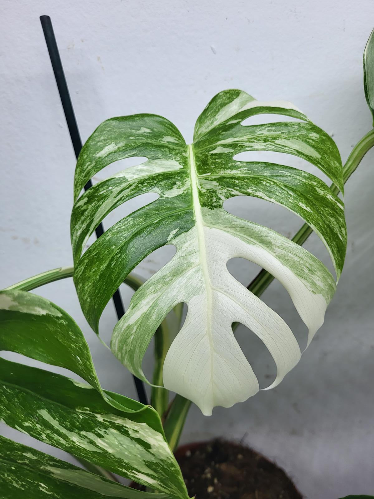 Monstera Variegata (zum aussuchen)