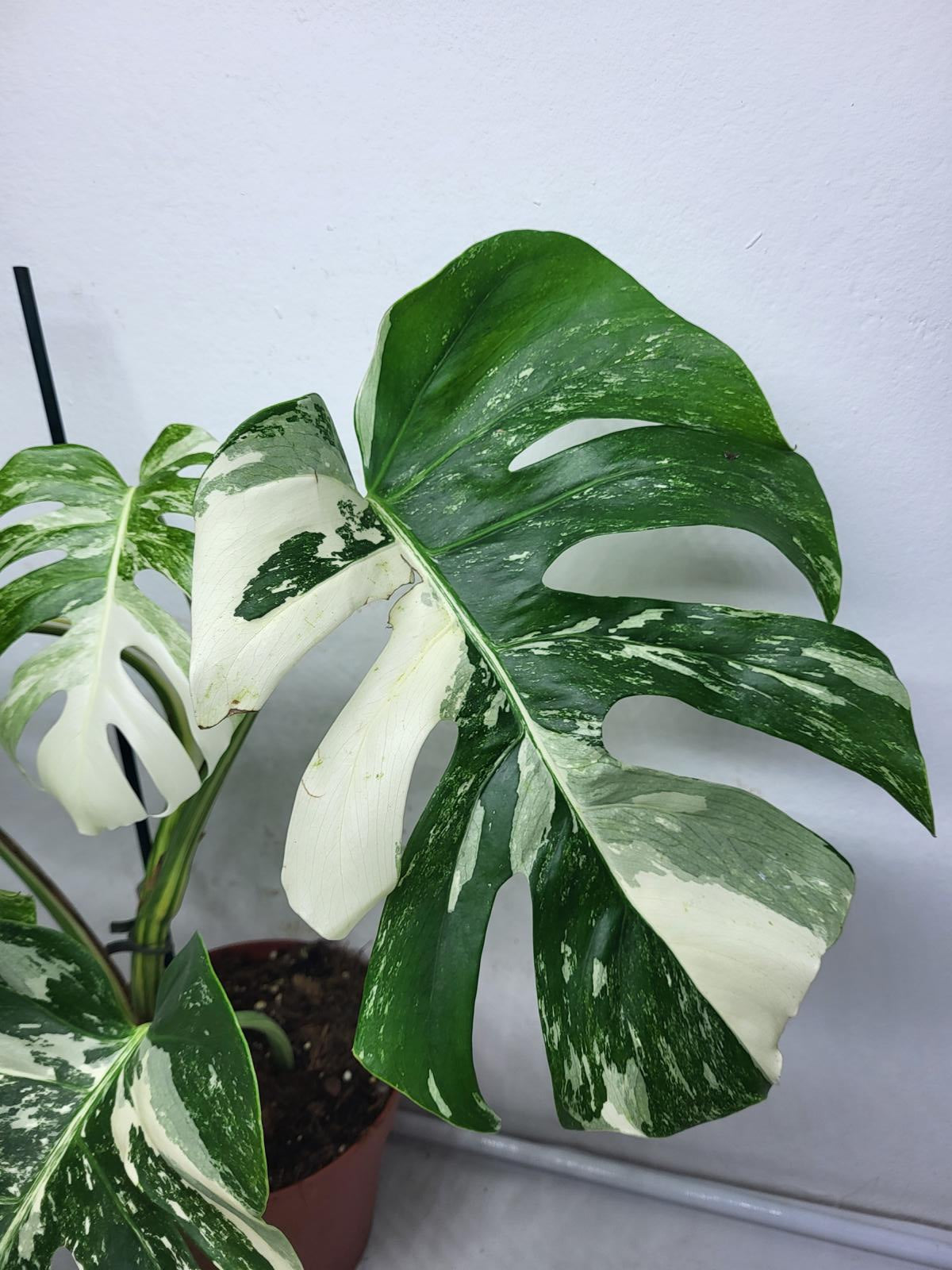 Monstera Variegata (zum aussuchen)