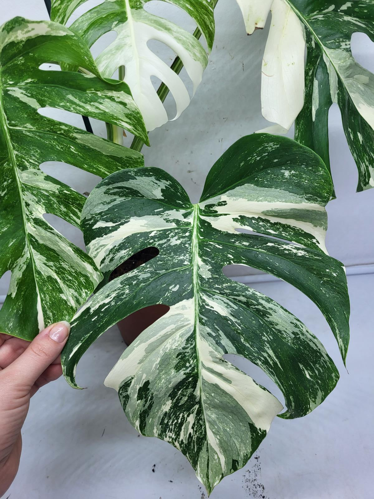 Monstera Variegata (zum aussuchen)