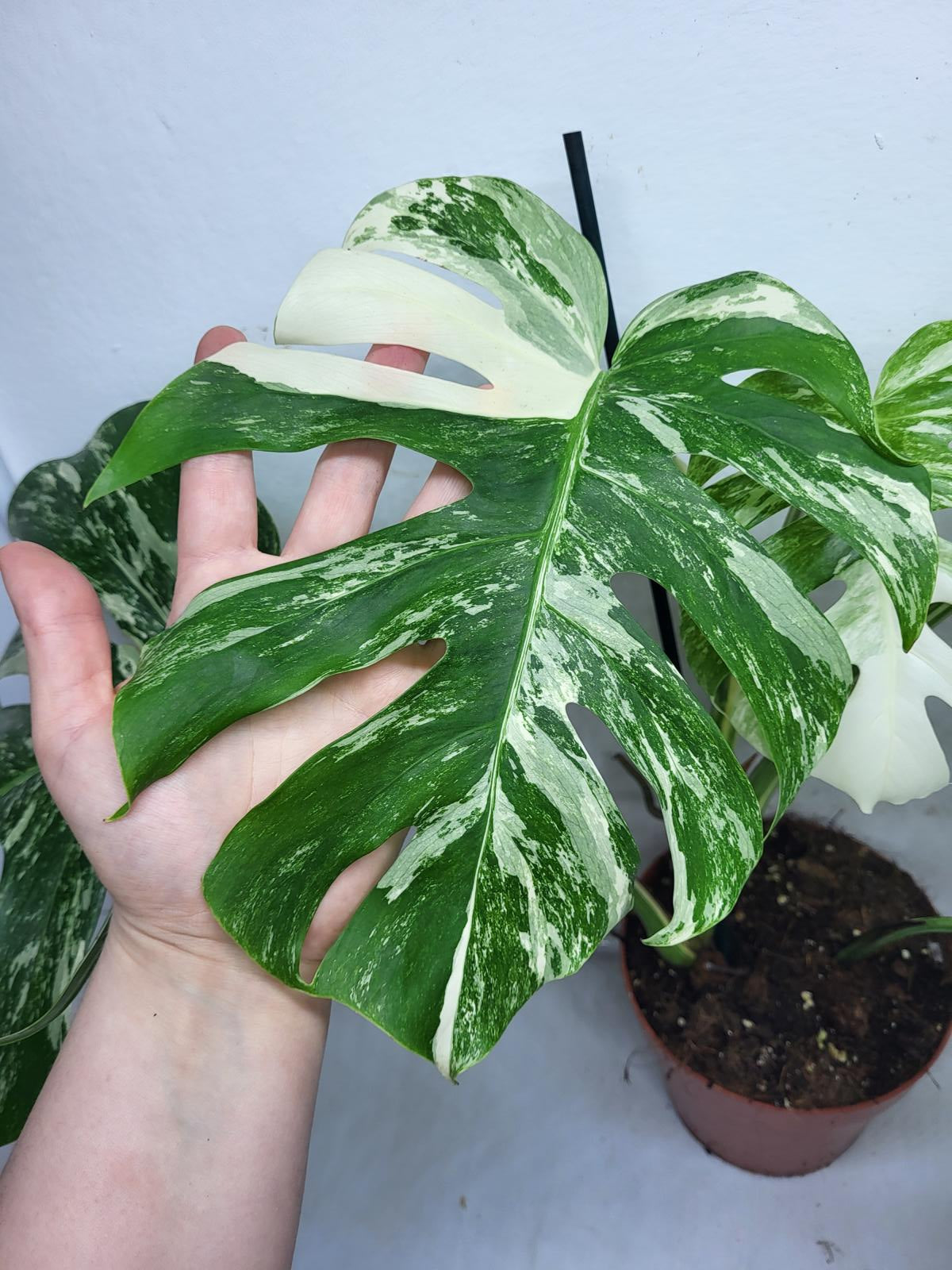 Monstera Variegata (zum aussuchen)