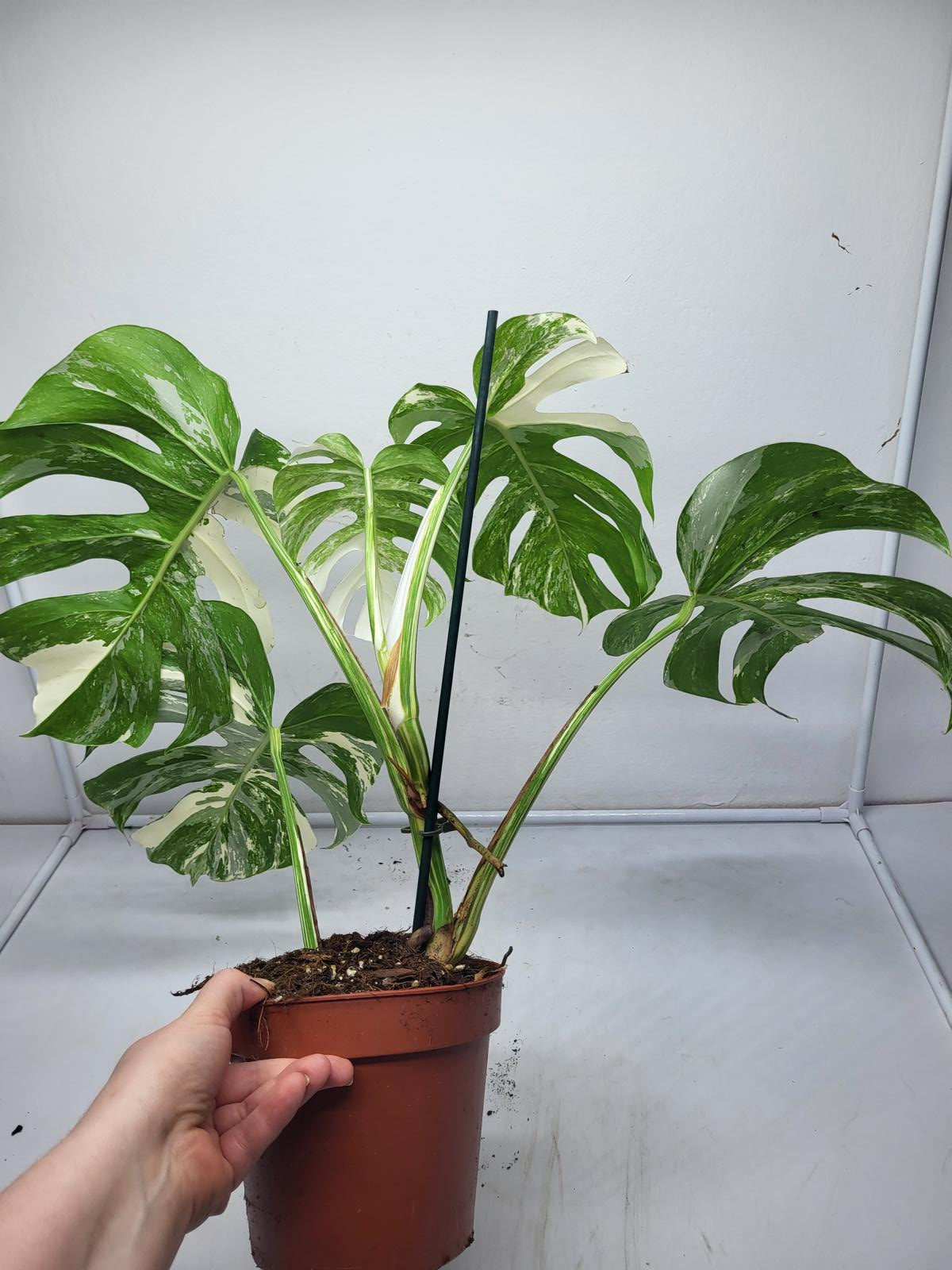 Monstera Variegata (zum aussuchen)