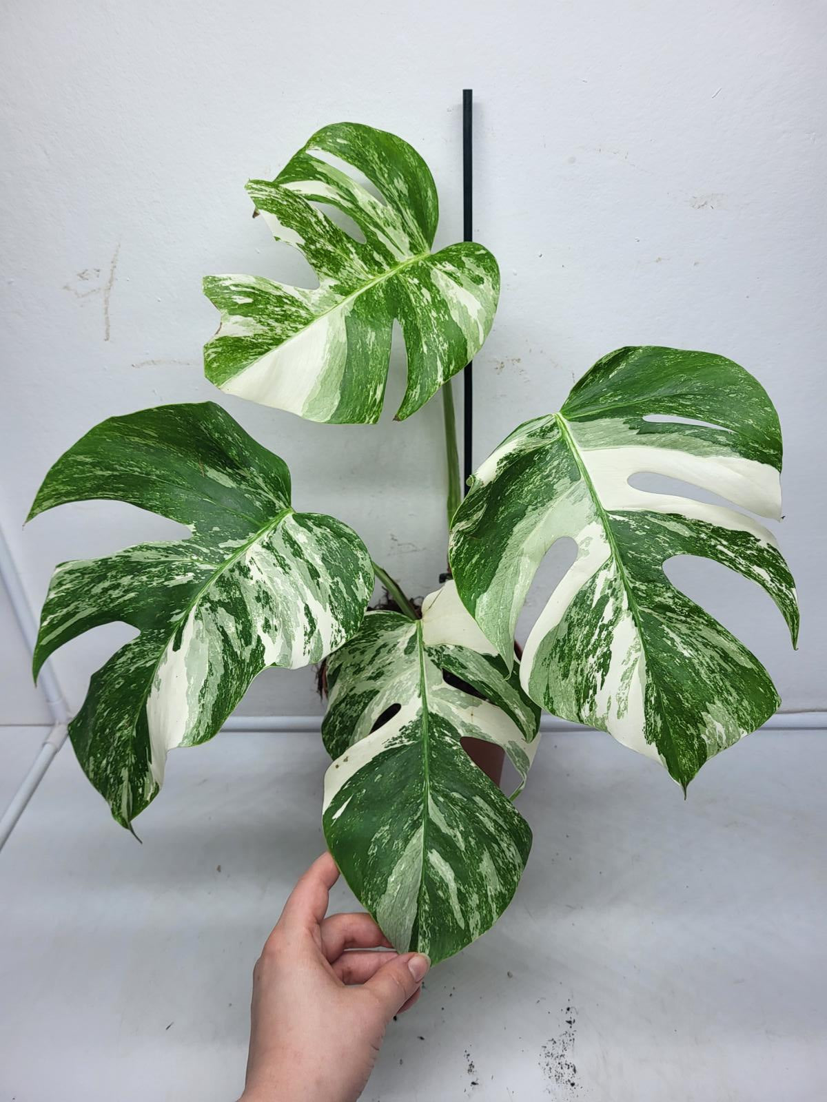 Monstera Variegata (zum aussuchen)