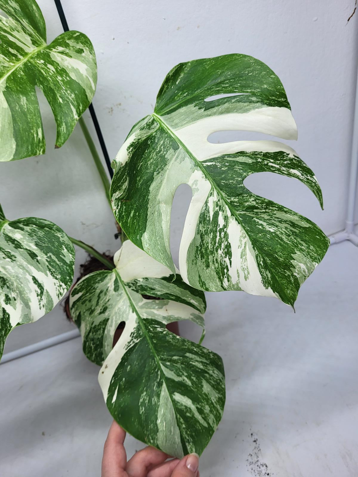 Monstera Variegata (zum aussuchen)