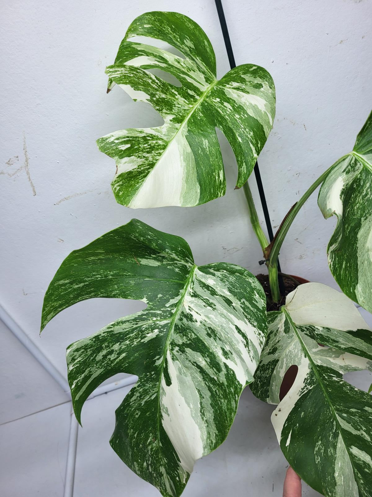 Monstera Variegata (zum aussuchen)