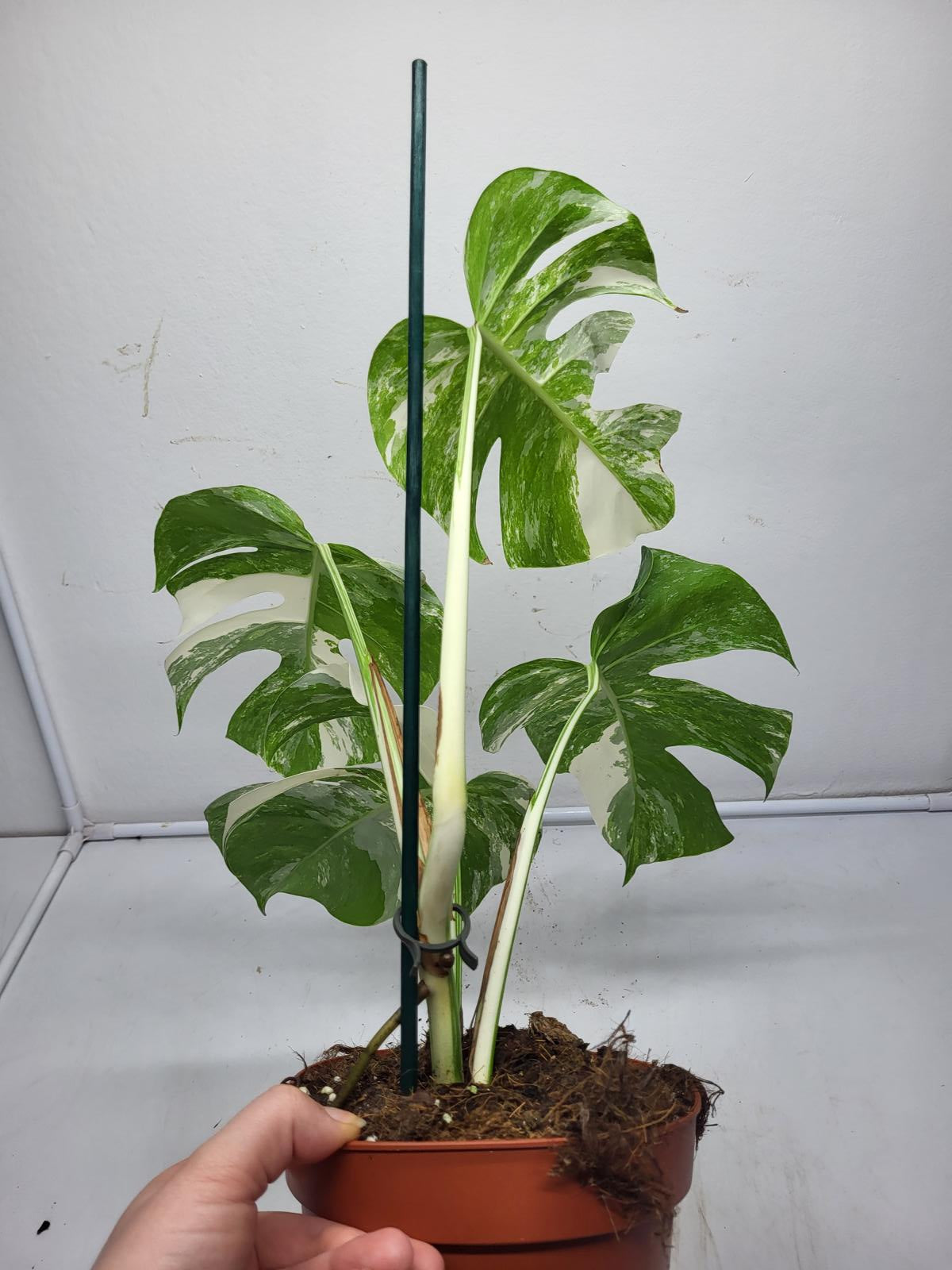 Monstera Variegata (zum aussuchen)