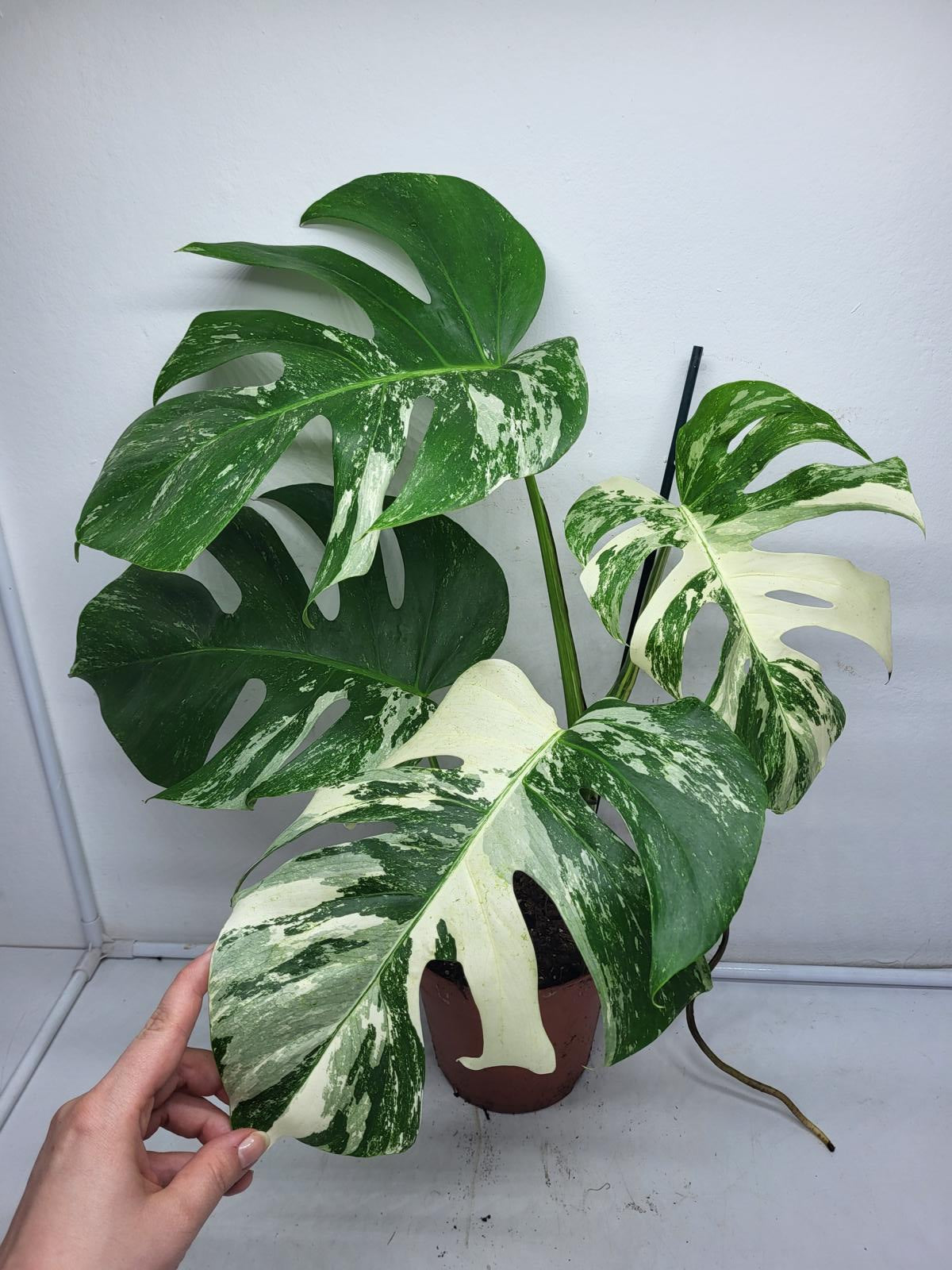 Monstera Variegata (zum aussuchen)