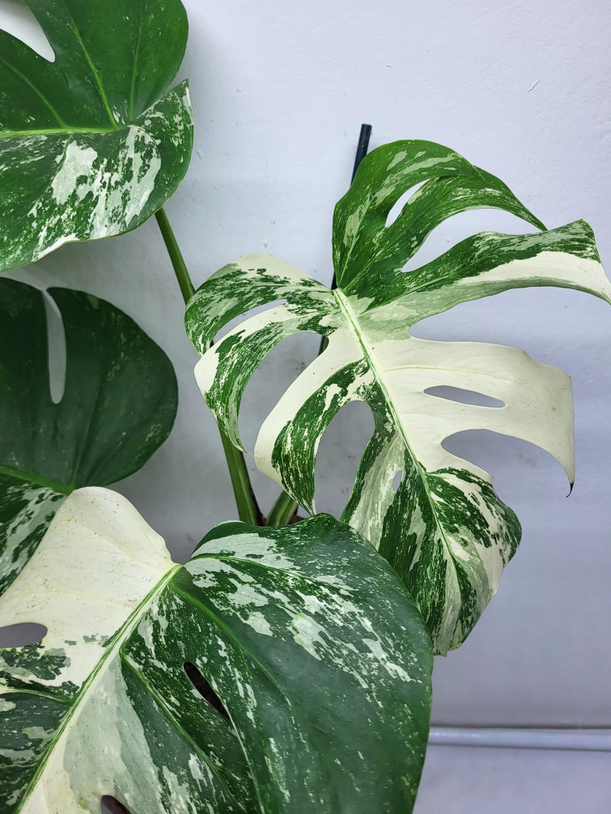 Monstera Variegata (zum aussuchen)