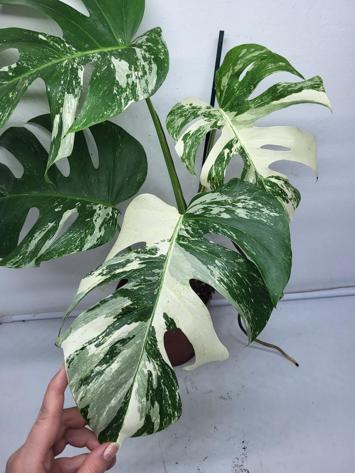 Monstera Variegata (zum aussuchen)