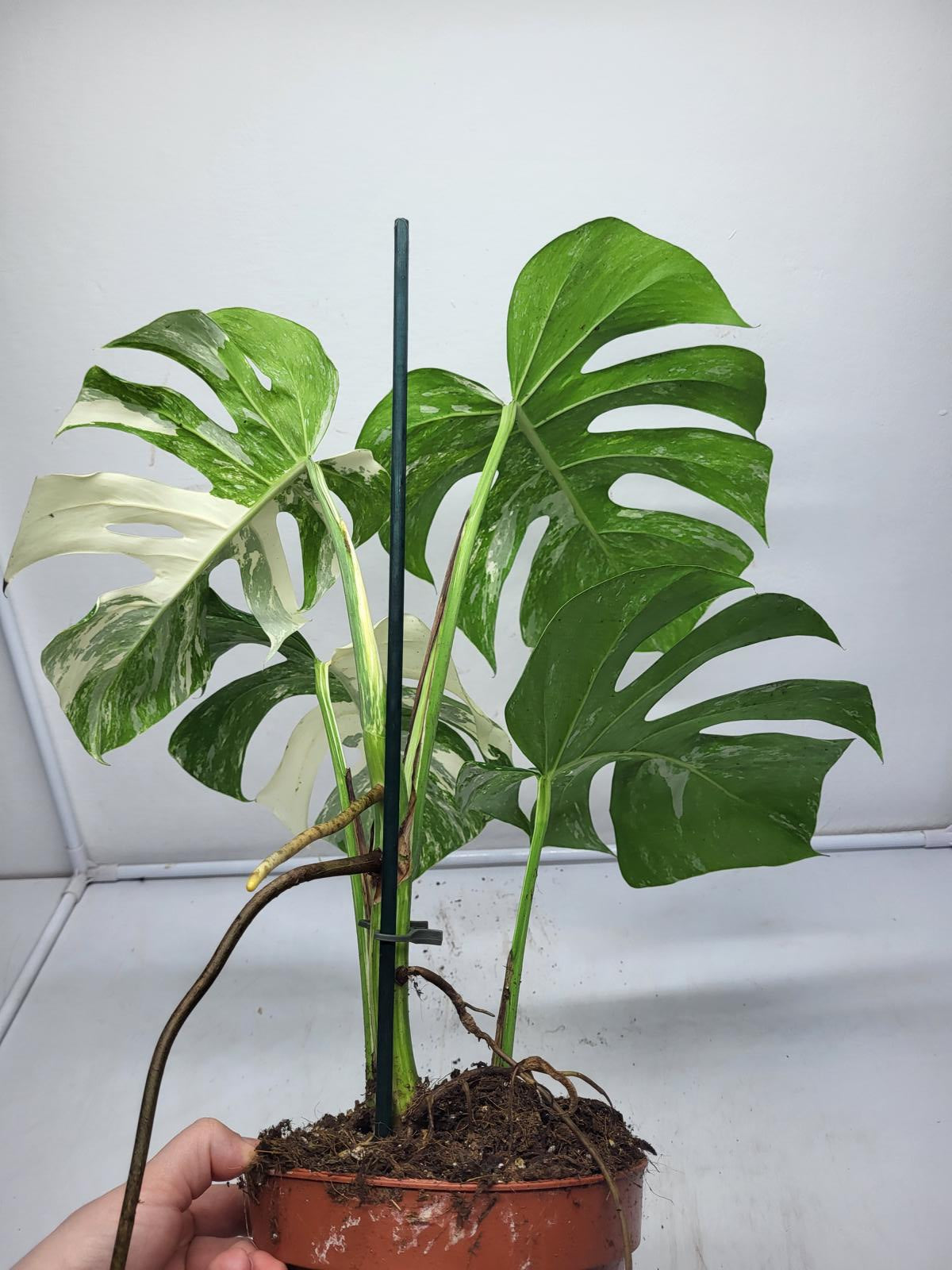 Monstera Variegata (zum aussuchen)