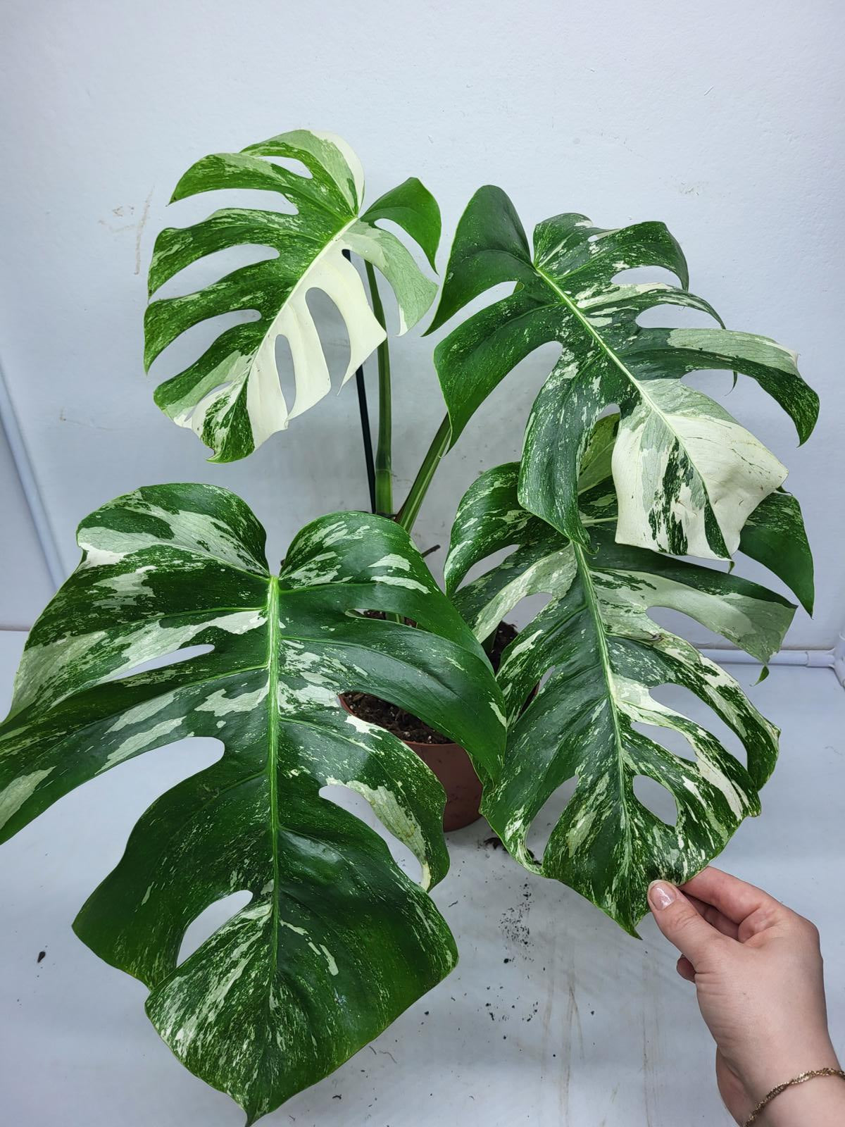 Monstera Variegata (zum aussuchen)