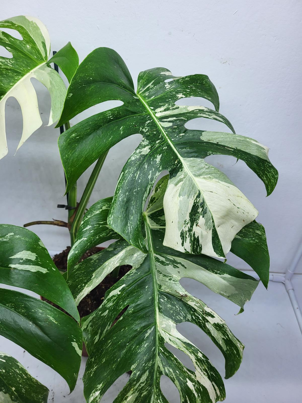 Monstera Variegata (zum aussuchen)