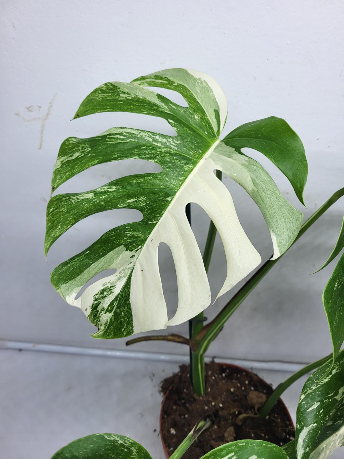 Monstera Variegata (zum aussuchen)