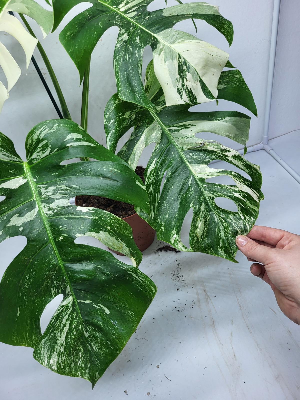 Monstera Variegata (zum aussuchen)