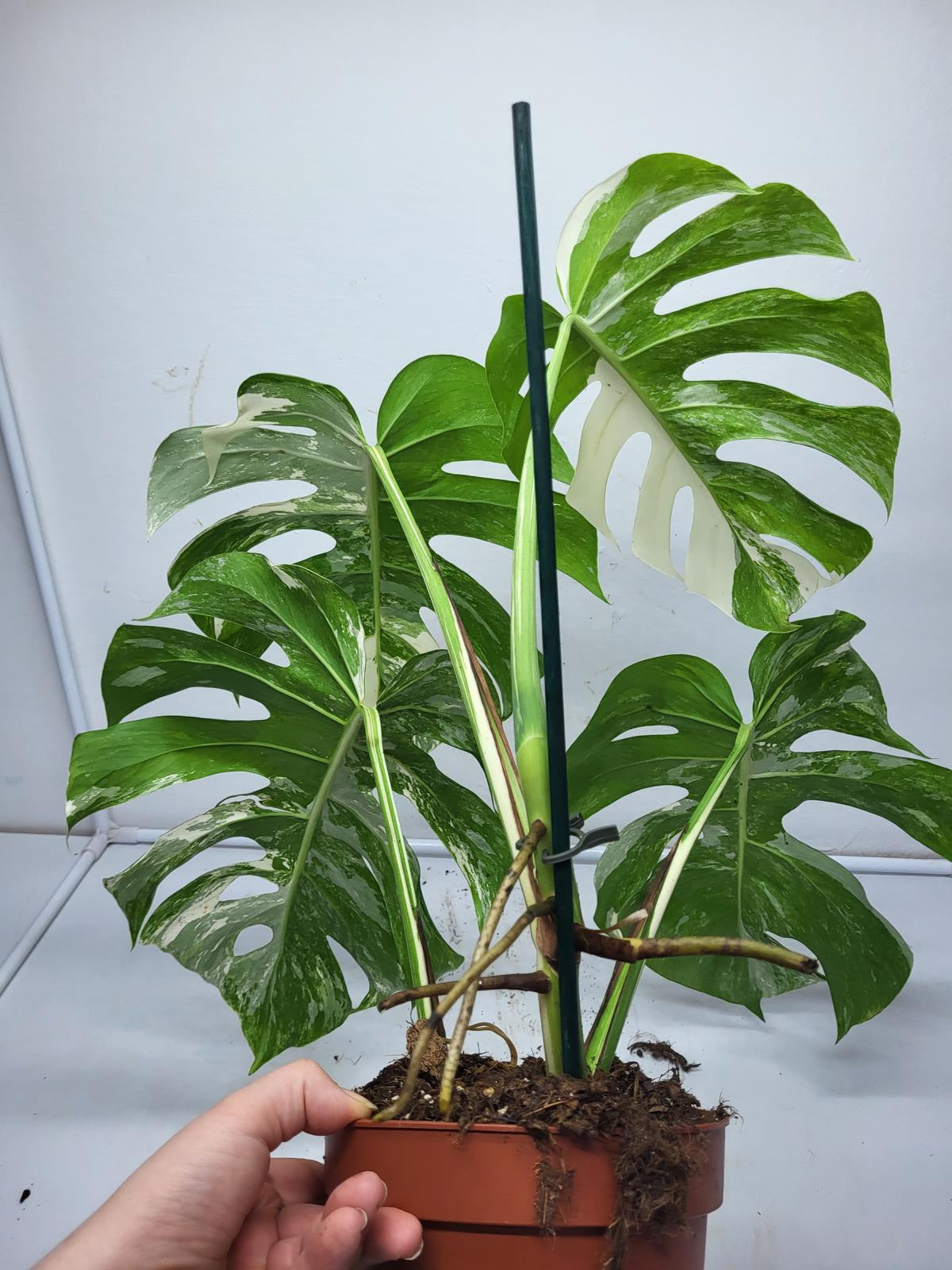 Monstera Variegata (zum aussuchen)