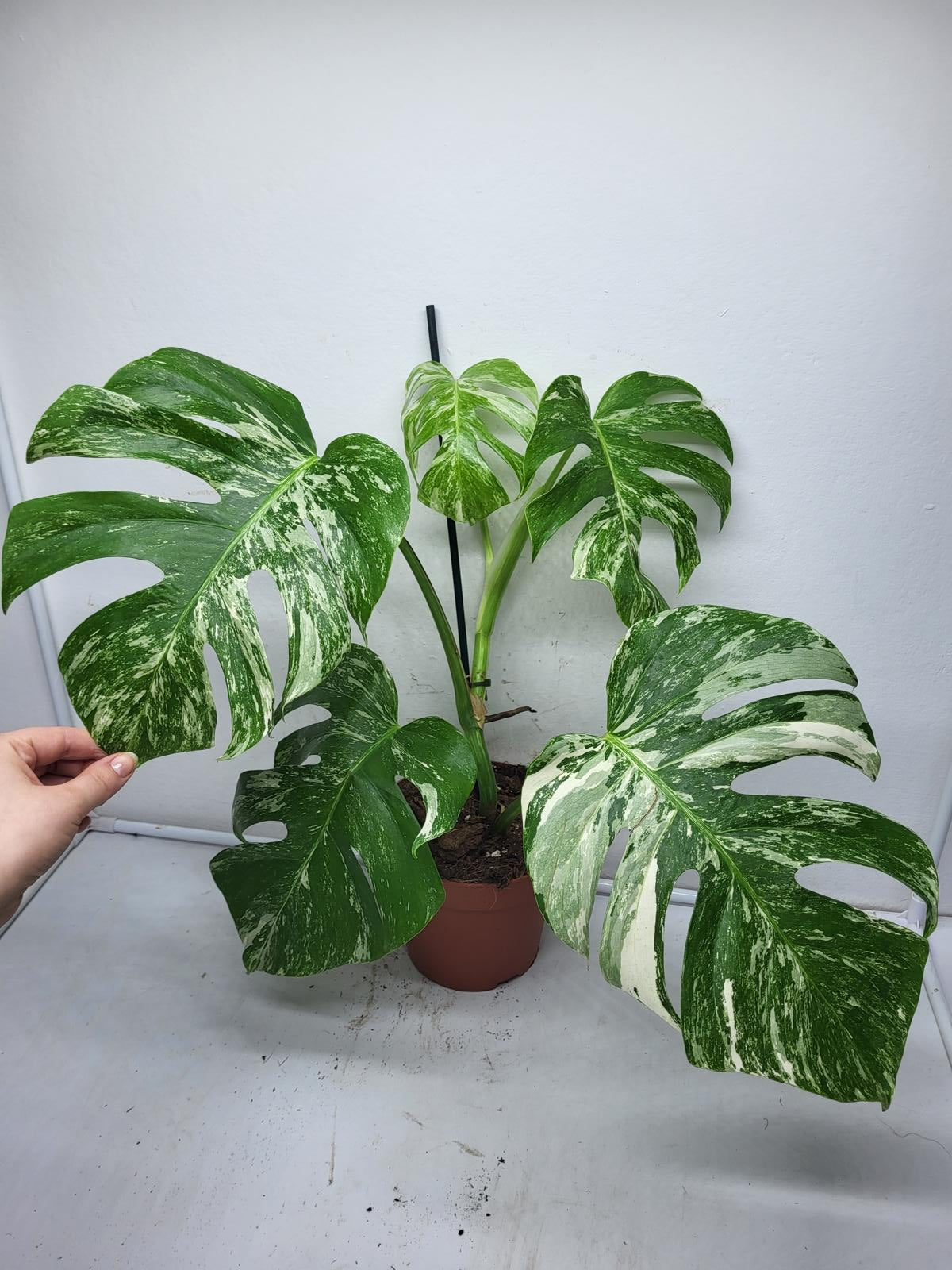 Monstera Variegata (zum aussuchen)