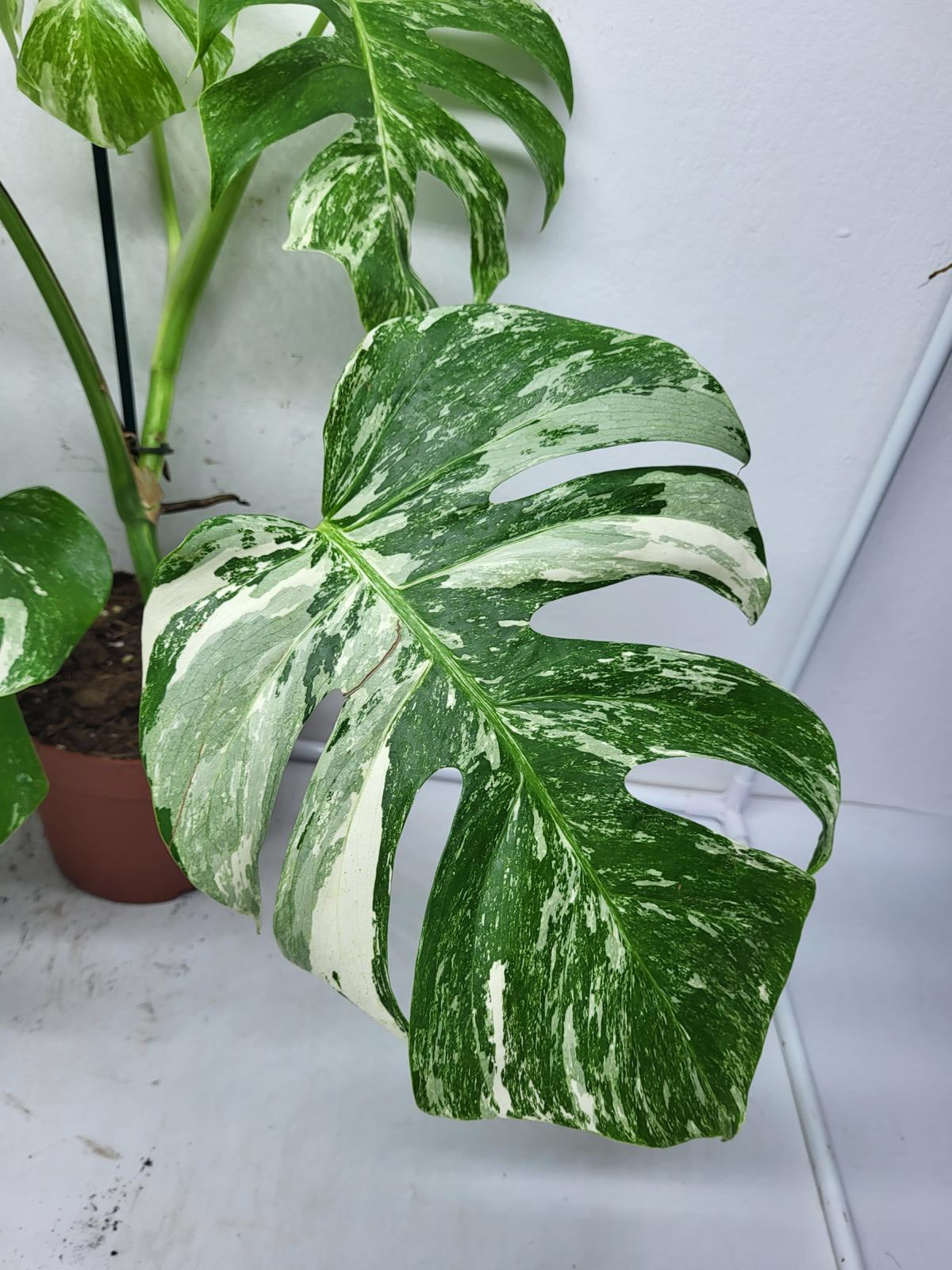 Monstera Variegata (zum aussuchen)