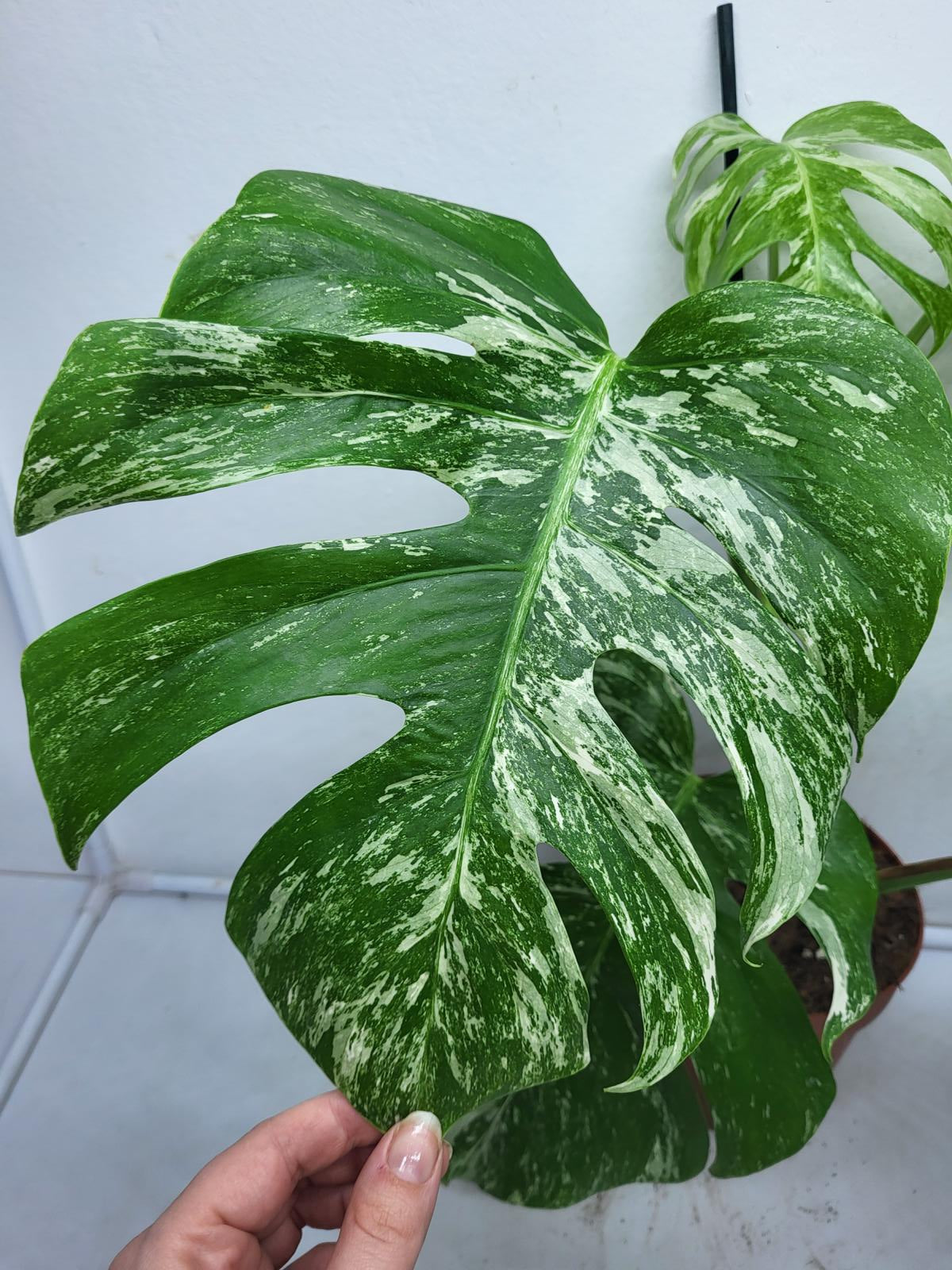 Monstera Variegata (zum aussuchen)