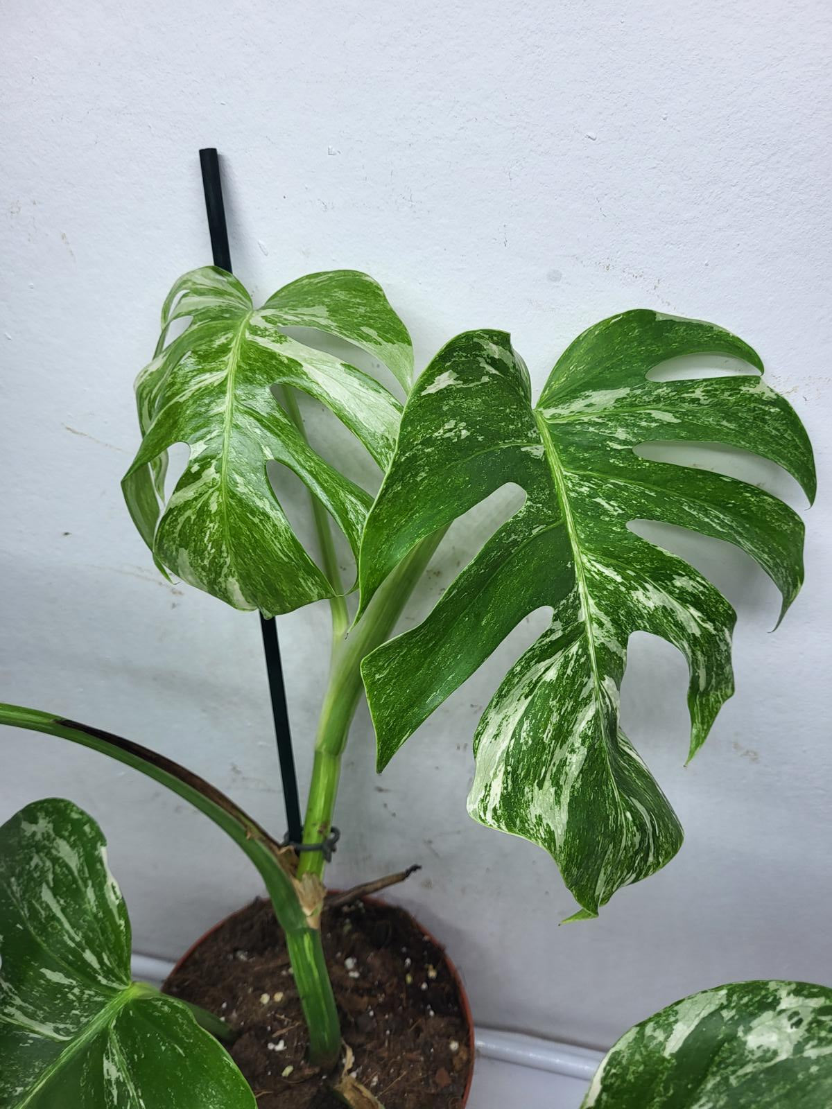 Monstera Variegata (zum aussuchen)