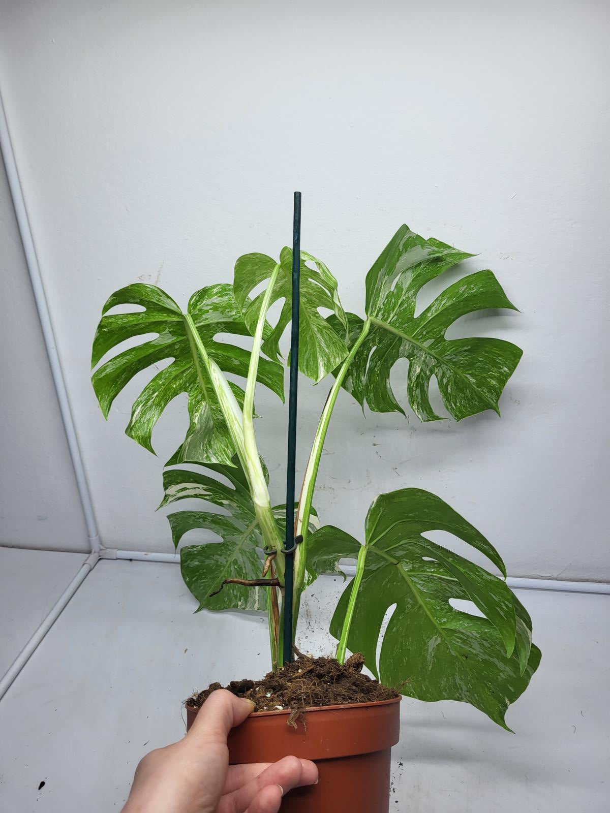 Monstera Variegata (zum aussuchen)