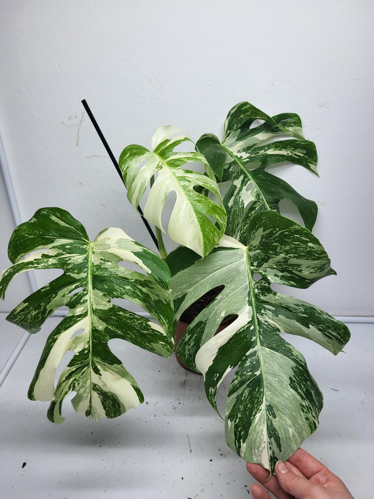 Monstera Variegata (zum aussuchen)