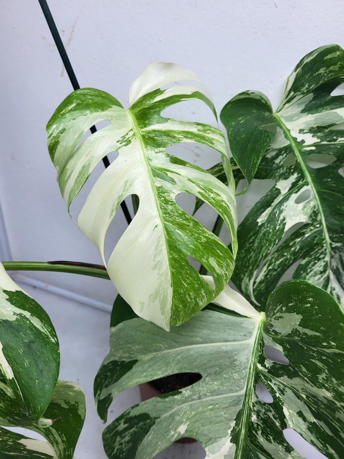 Monstera Variegata (zum aussuchen)