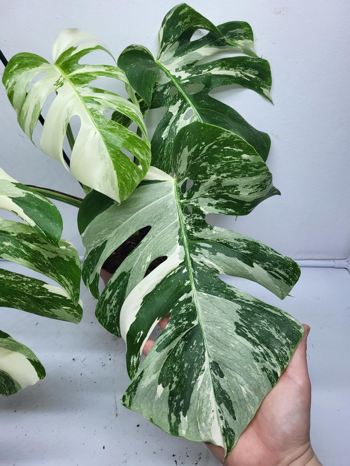 Monstera Variegata (zum aussuchen)