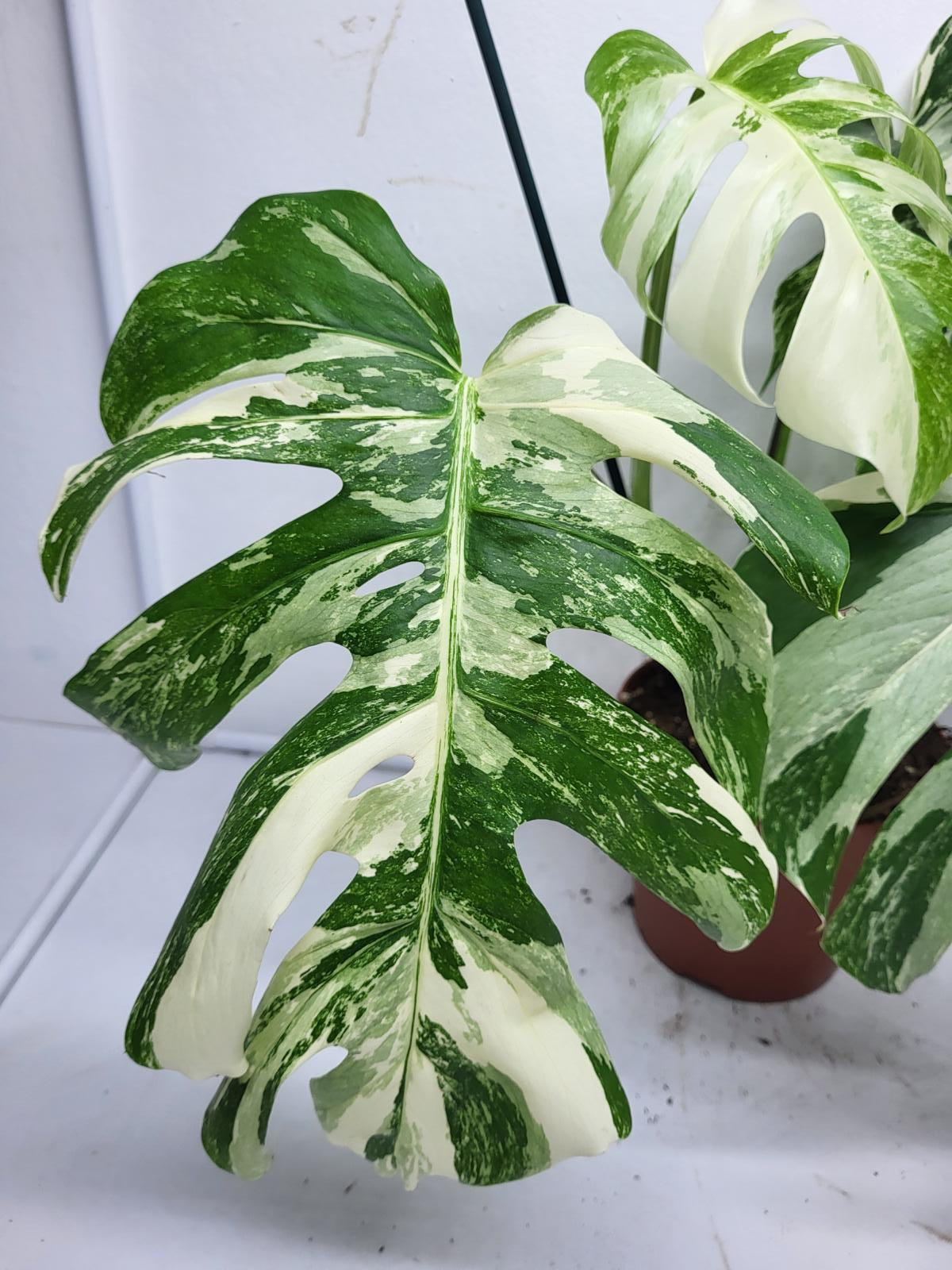 Monstera Variegata (zum aussuchen)