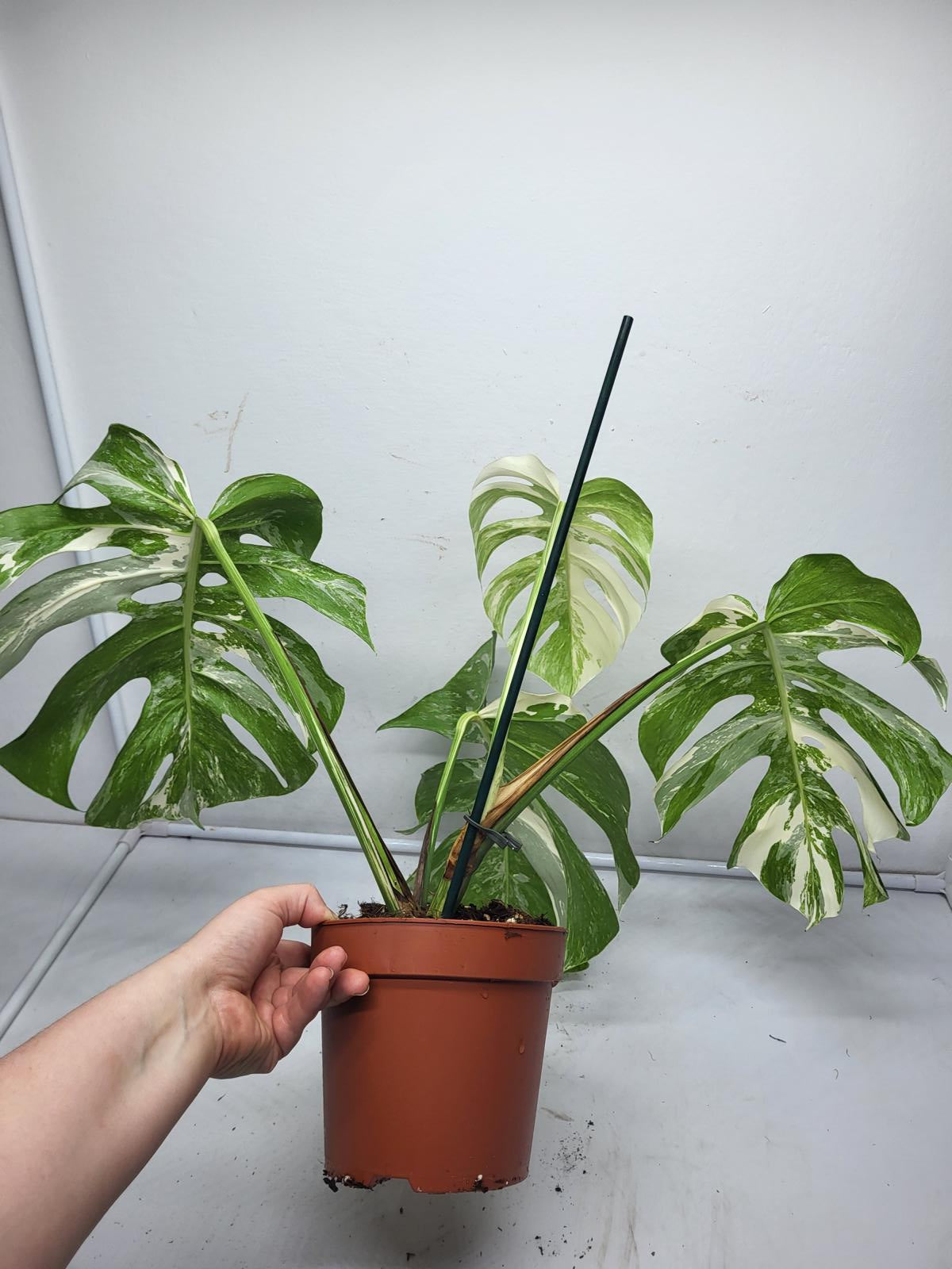 Monstera Variegata (zum aussuchen)