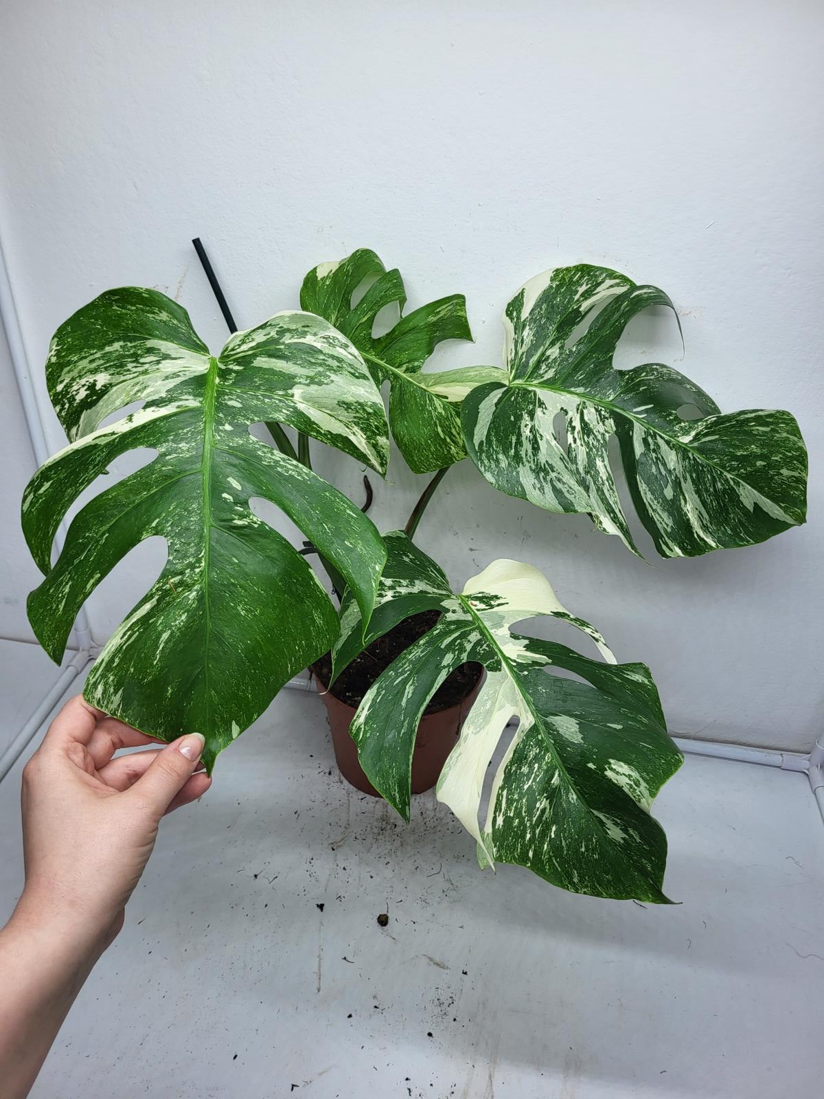 Monstera Variegata (zum aussuchen)