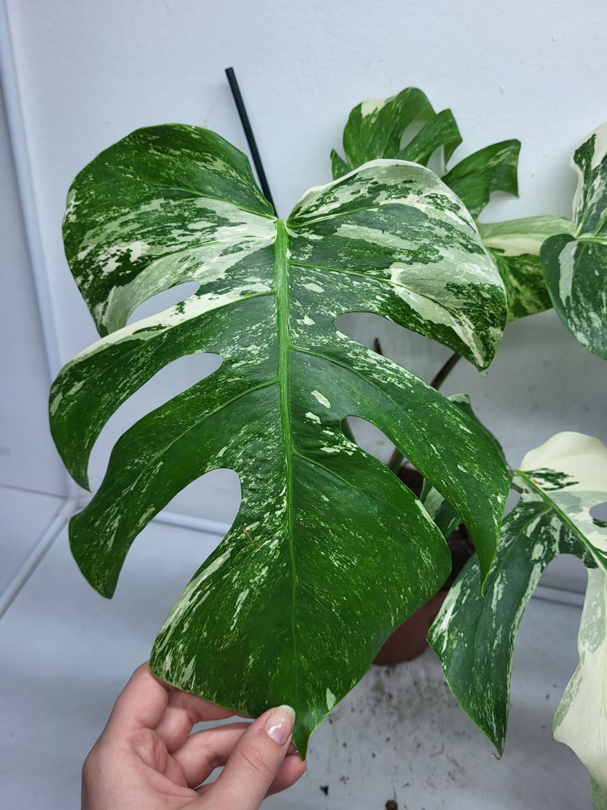 Monstera Variegata (zum aussuchen)